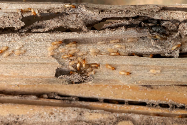 Best Wasp Removal Services  in Tilton Northfield, NH